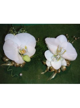 胸花-白色蝴蝶蘭-1