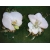 胸花-白色蝴蝶蘭-1