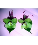 胸花-虎頭蘭